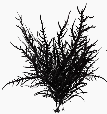 Alga