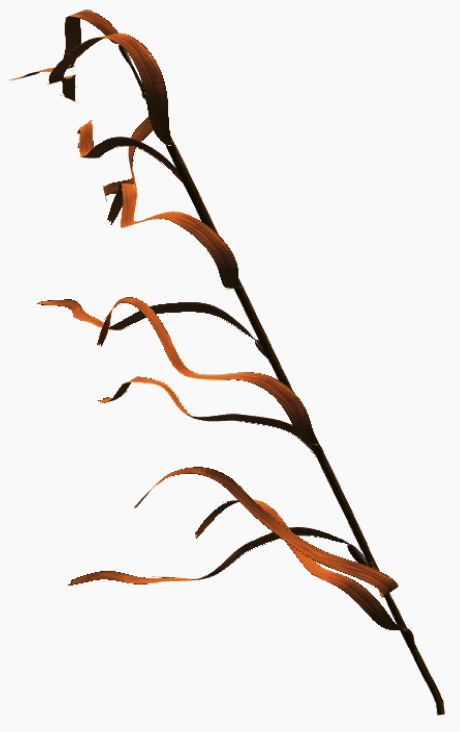 alga larga